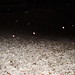 Alicia Smallwood Photo 12