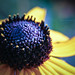 Susan Brisson Photo 12
