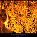Sara Davidson Photo 38