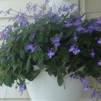Anne Reece Photo 21