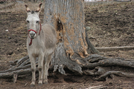 Donna Bell Photo 25
