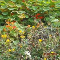 Karla Howell Photo 25