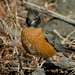 Robin Heinz Photo 15
