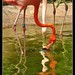 Saw Goh Photo 9