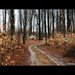April Beech Photo 2