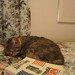Shelley Stein Photo 22