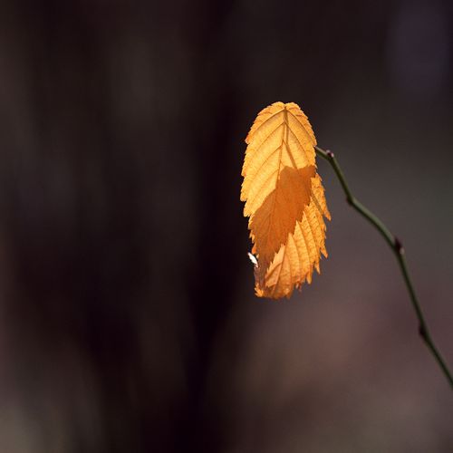 Mark Bird Photo 26