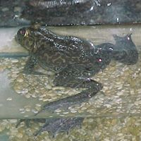 Leroy Garrison Photo 12