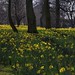 Hope Fields Photo 16