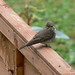 Dan Salter Photo 24
