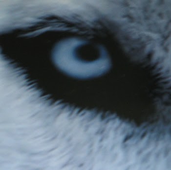 Al Wolf Photo 37