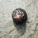 Ann Shell Photo 13