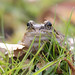 Paul Frosch Photo 14