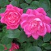Rose Jefferson Photo 18