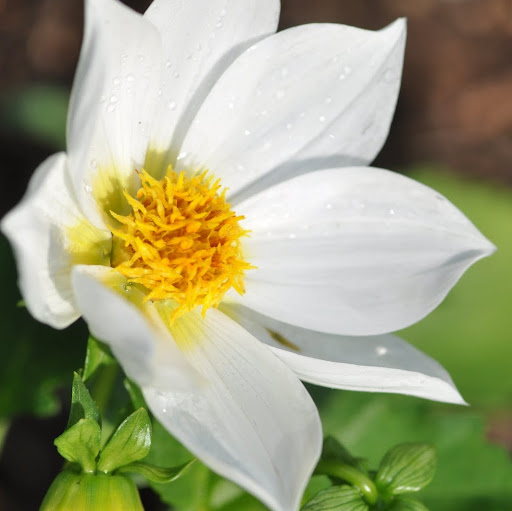 Tracy Rousseau Photo 25