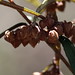 Rusty Bush Photo 11