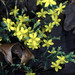 Heather Golden Photo 21