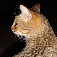 Gina Gatta Photo 12