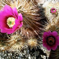 Linda Padgett Photo 17