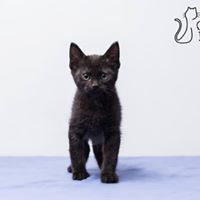 Josephine Rose Photo 10