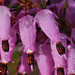 Heather Dew Photo 26
