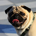 Frank Puglia Photo 16