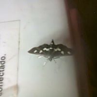 Lois Nelson Photo 7