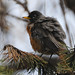 Robin Littleton Photo 11
