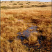 Heather Marsh Photo 30