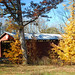 Autumn Bell Photo 41