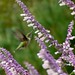 Ruby Sage Photo 7