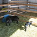 Shelley Little Photo 16