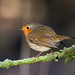 Robin Heath Photo 26