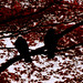 Stanley Crow Photo 13