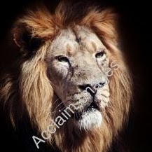 Anthony Mcneil Photo 9
