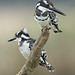 Leah Bird Photo 13