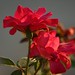 Rose Gardner Photo 18