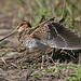 Marty Wilson Photo 23