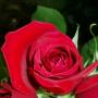Sonia Todd Photo 11