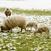 Edmund Lamb Photo 8