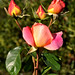 Bud Conner Photo 6