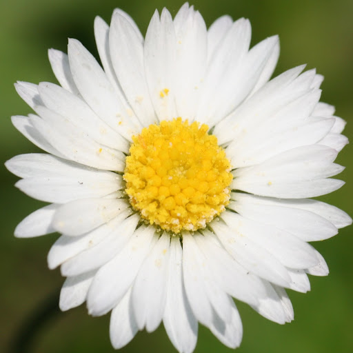 Jane Hutchison Photo 22 Jane Hutchison Photo 22