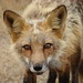 Timmy Fox Photo 11