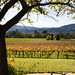 Teresa Groves Photo 20