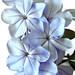 Cynthia Blume Photo 10