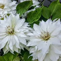 Sharon Souder Photo 13