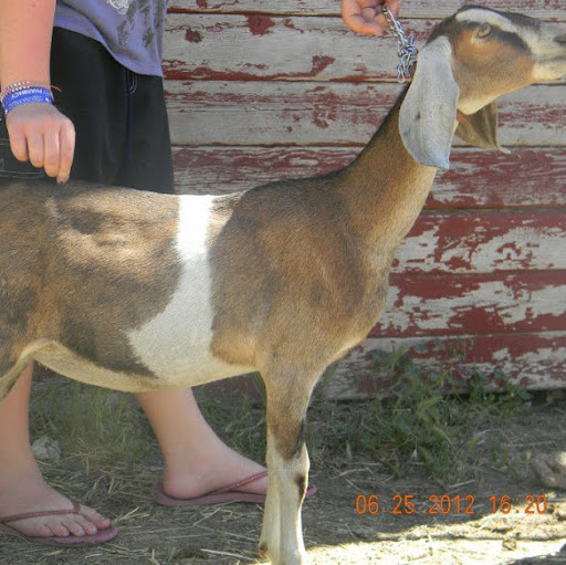 Shanna Carlson Photo 19