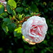 Rosa Mills Photo 16