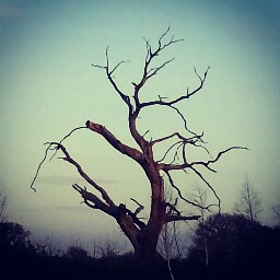 George Cook Photo 34