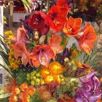 Nancy Mcdermott Photo 24